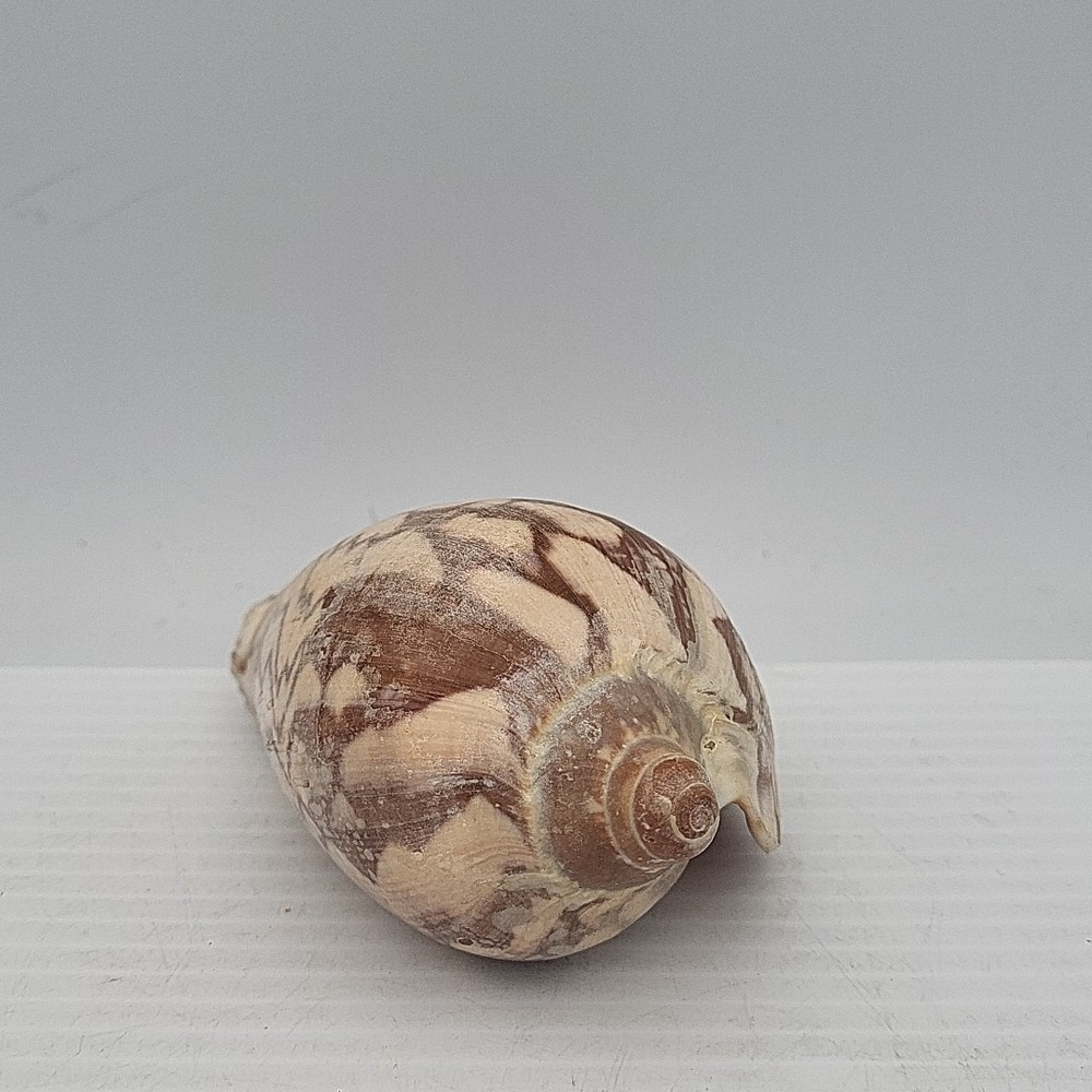 Voluta Nobilis Shell - Picture 2 of 5